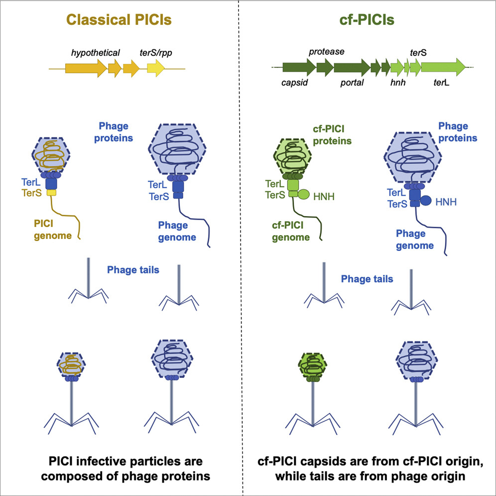 Cell Host & Microbe (@cellhostmicrobe) on Twitter photo Phage satellites ride on coat-“tails”. #Phage satellite family encodes all proteins to produce capsids-where satellite genomes are exclusively packaged-& only parasitizes phage tails to produce particles <a href="/Alqurainyn/">د.ناصر القريني Nasser Alqurainy</a> Miguel-Romero <a href="/AlfredFillol/">Alfred Fillol</a> <a href="/jrpenades/">José R Penadés</a> cell.com/cell-host-micr… Phage satellites ride on coat-“tails”. #Phage satellite family encodes all proteins to produce capsids-where satellite genomes are exclusively packaged-& only parasitizes phage tails to produce particles <a href="/Alqurainyn/">د.ناصر القريني Nasser Alqurainy</a> Miguel-Romero <a href="/AlfredFillol/">Alfred Fillol</a> <a href="/jrpenades/">José R Penadés</a> cell.com/cell-host-micr…