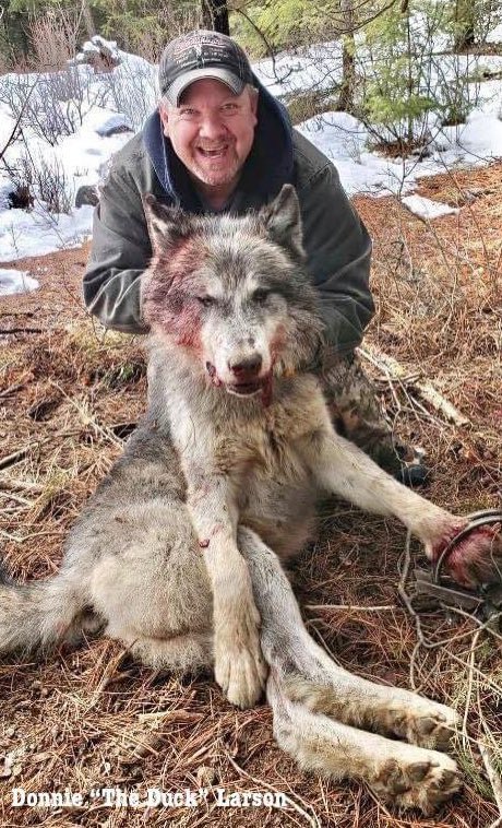 Throwback: The agony this poor wolf must have endured, before his suffering was eventually ended, is unimaginable. For how long was he trapped? Just look Donnie Larson’s face - MONSTER!🤬
🙏🏼RT
#BanTrapping
<a href="/rickygervais/">Ricky Gervais</a> <a href="/tarastrong/">tara strong</a> <a href="/Lin11W/">🌱🌹❤️ Anonymous for the voiceless ❤️🌹🌱</a> <a href="/_Pehicc/">PehiccⓋ</a> <a href="/Angelux1111/">Angel</a> <a href="/GoodWolfPAC/">Good Wolf</a>