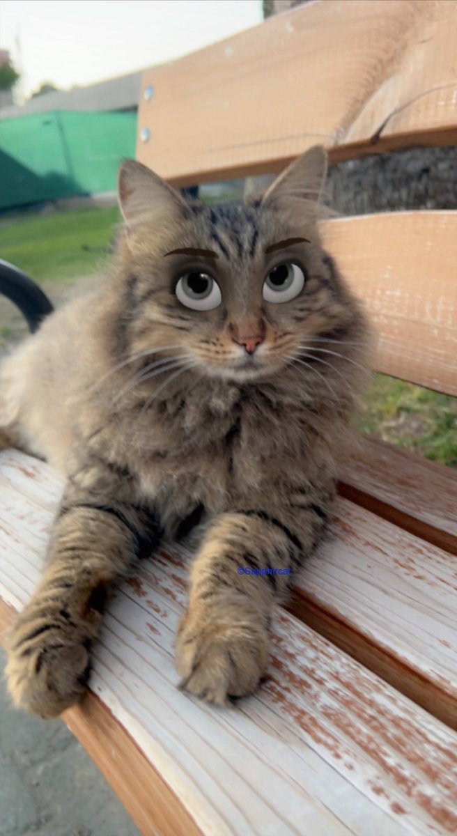Sapphircat's tweet photo. 😻 Time to relax😍🥹😜 
#nft #NFTCommunity #nftphotography #NFTs #sapphircat #love #cat #lovecat #meow https://t.co/xkkcW0F5hV