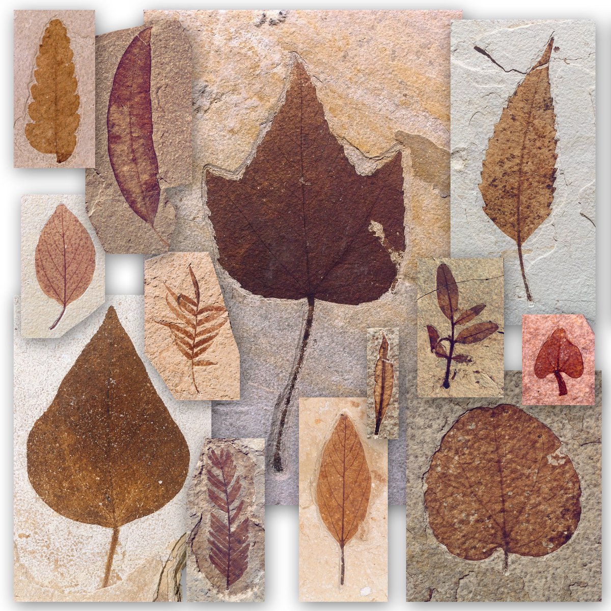 FossilBonanza's tweet photo. Ancient Habitat Activity! These fossilized leaves are from a real fossil site. Based on these leaves, what was there habitat? Warm/Cold? Wet/Dry?
I'll come back later for the reveal but answer below! (note the first leaf is about the size of a person).
#HabitatWeek #Paleontology https://t.co/EhoDiDDeF4