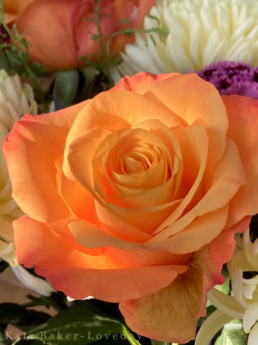 baker_loveday's tweet photo. Winter Sun Lit Rose - The sun light shining in through the window and on this rose this afternoon was just beautiful, it appeared to glow from the inside. 🤍🌹❄️☀️🧡💜🌿
#January #winter #wintersun #flowers #rose #glow #nature #photo #phonesnap https://t.co/oXruntn2vX