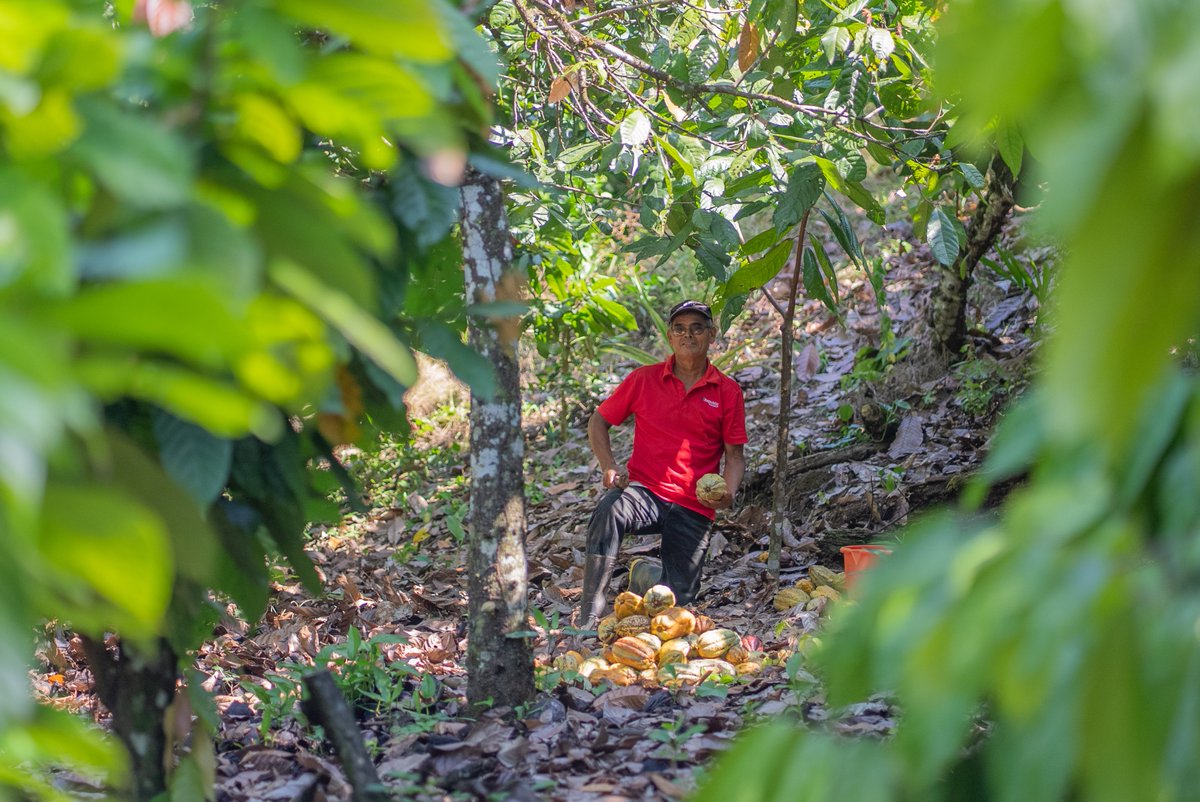 procacao's tweet photo. Luego de un breve descanso comenzamos el 2023 con energía y disposición para continuar desarrollando las distintas acciones que nos permitan fortalecer las capacidades de los productores y productoras de cacao de #Bonanza, #Rosita y #Siuna, en el caribe norte de #Nicaragua. https://t.co/SQfQr0IitK