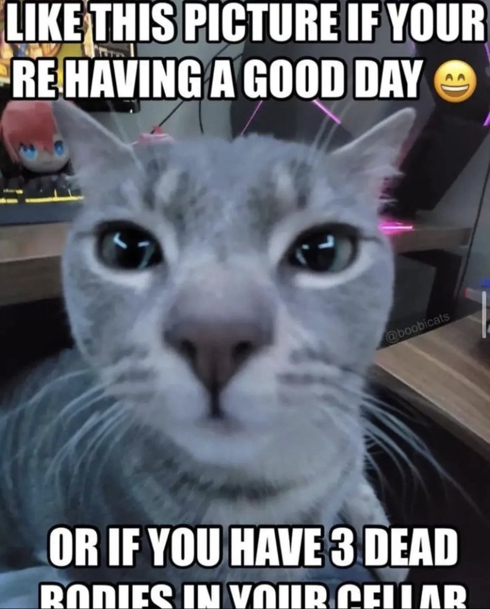 literallymecats's tweet photo. https://t.co/OG937B4TaI