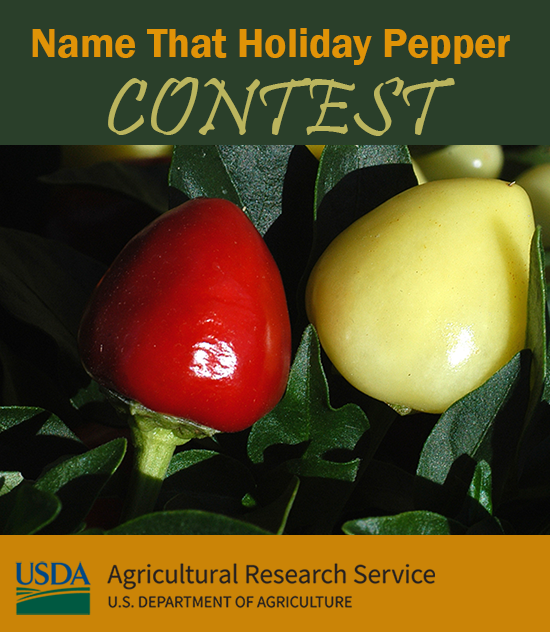 ChallengeGov's tweet image. Last chance to #NameThatPepper! In contests 1 &amp;amp; 2, the top #Crowdsourced names were Jollypeno &amp;amp; Purple People Heater. @USDA_ARS needs your name ideas for a spicy bulb-shaped #Pepper that changes from yellow to red. Submit your inspired #Ideas by Jan 10th! bit.ly/3GeOZ82
