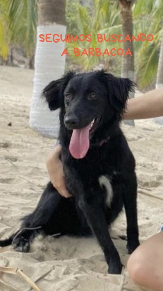 vaneuras's tweet image. Ayuda para compartir!!! De perdió por Cañadas en Zapopan Jalisco 😔