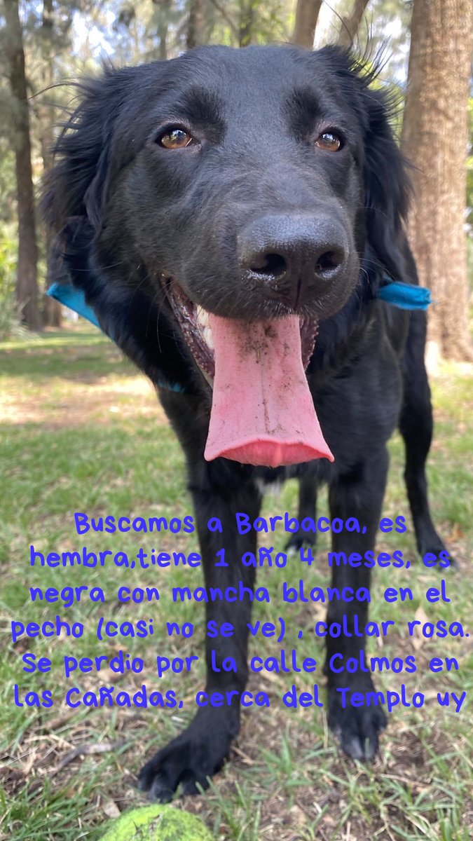 vaneuras's tweet image. Ayuda para compartir!!! De perdió por Cañadas en Zapopan Jalisco 😔