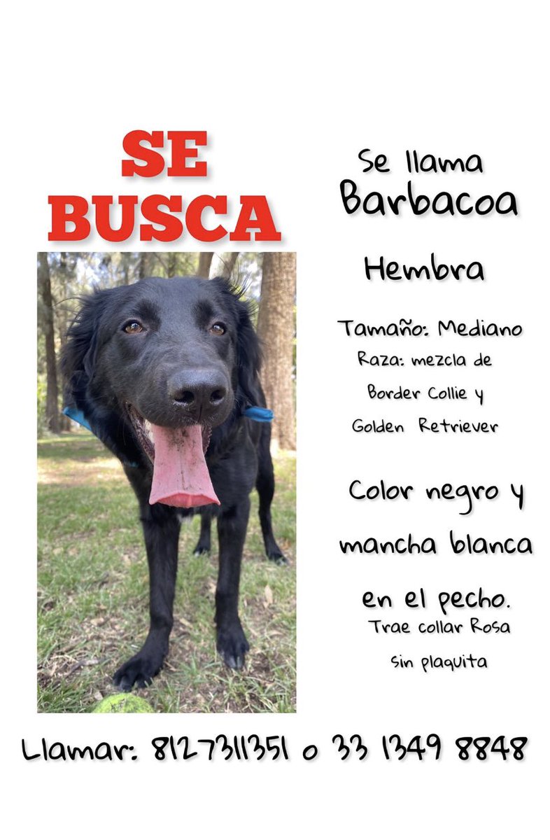 vaneuras's tweet image. Ayuda para compartir!!! De perdió por Cañadas en Zapopan Jalisco 😔