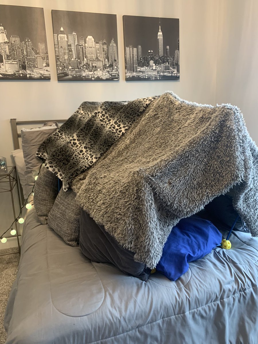 Do NOT disturb! Koko’s fort! ⛺️