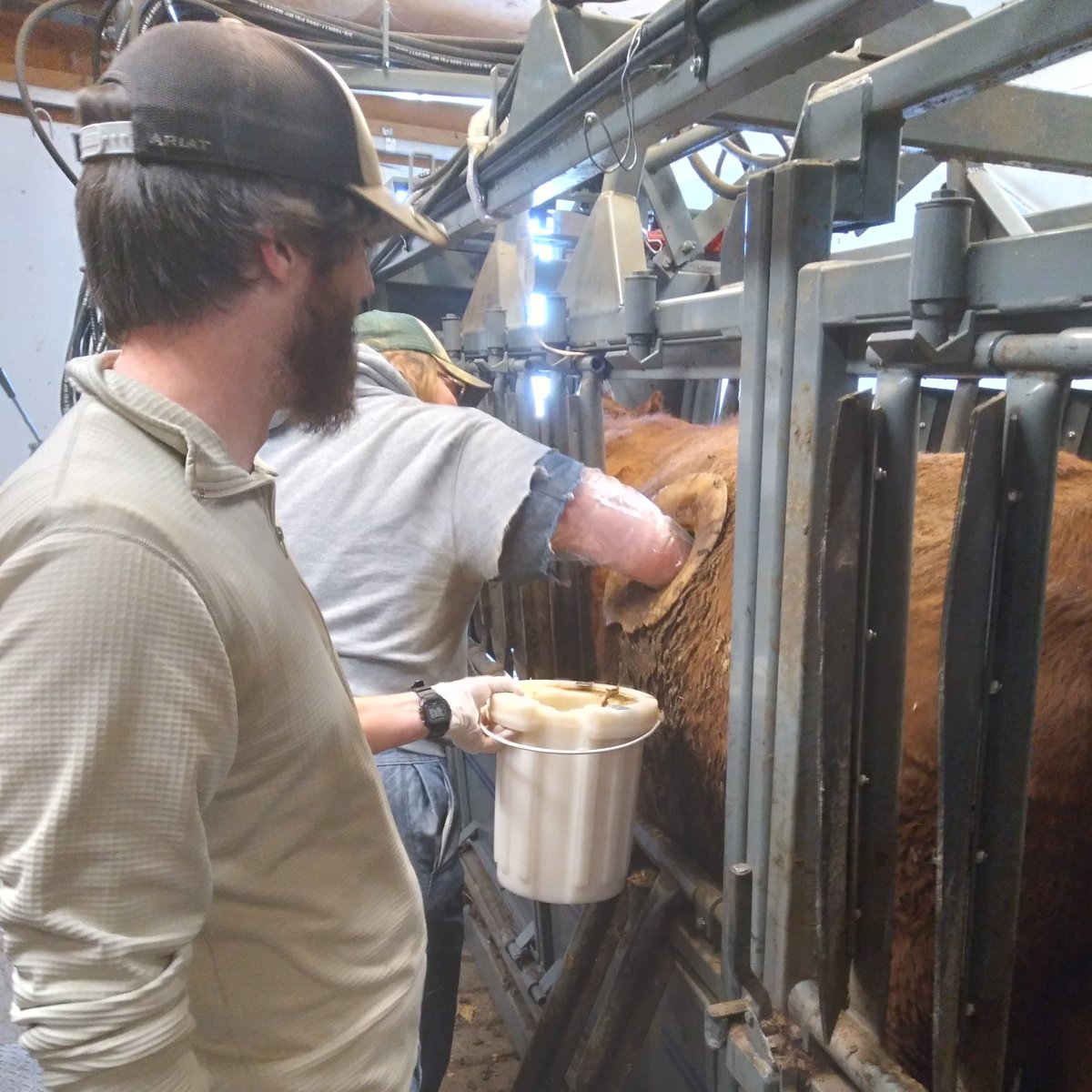 reinhart_kurt's tweet photo. 5th yr of grazing management for drought resilience project!  Lab was a flurry with forage digestibility assays.  🐮 rumen sample 🌾🦠(smelly) collected, filtered,,,!  Enables direct measure of drought and grazer effects on forage energy! 

#DealingWithDrought
#DroughtOnTheRange https://t.co/scVNpSOmfR