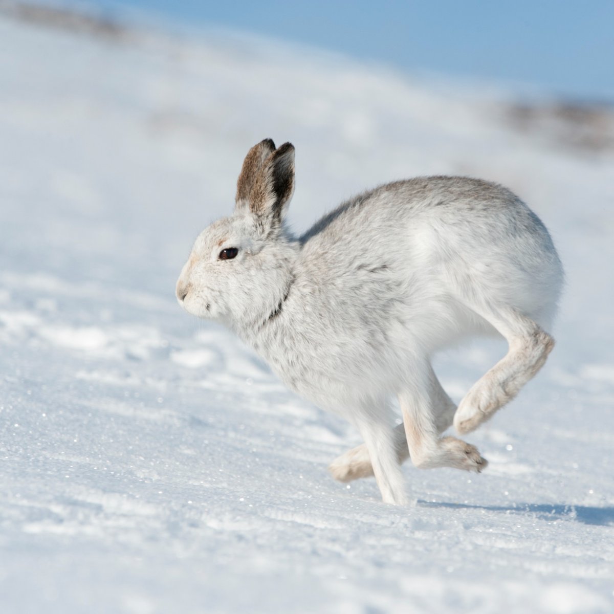 Derbyshire Wildlife Trust tweet media