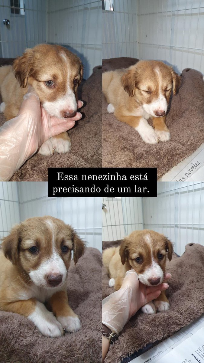 Trajano_19's tweet photo. Se alguém souber quem quer adotar 😭 https://t.co/FLu6yN422Q