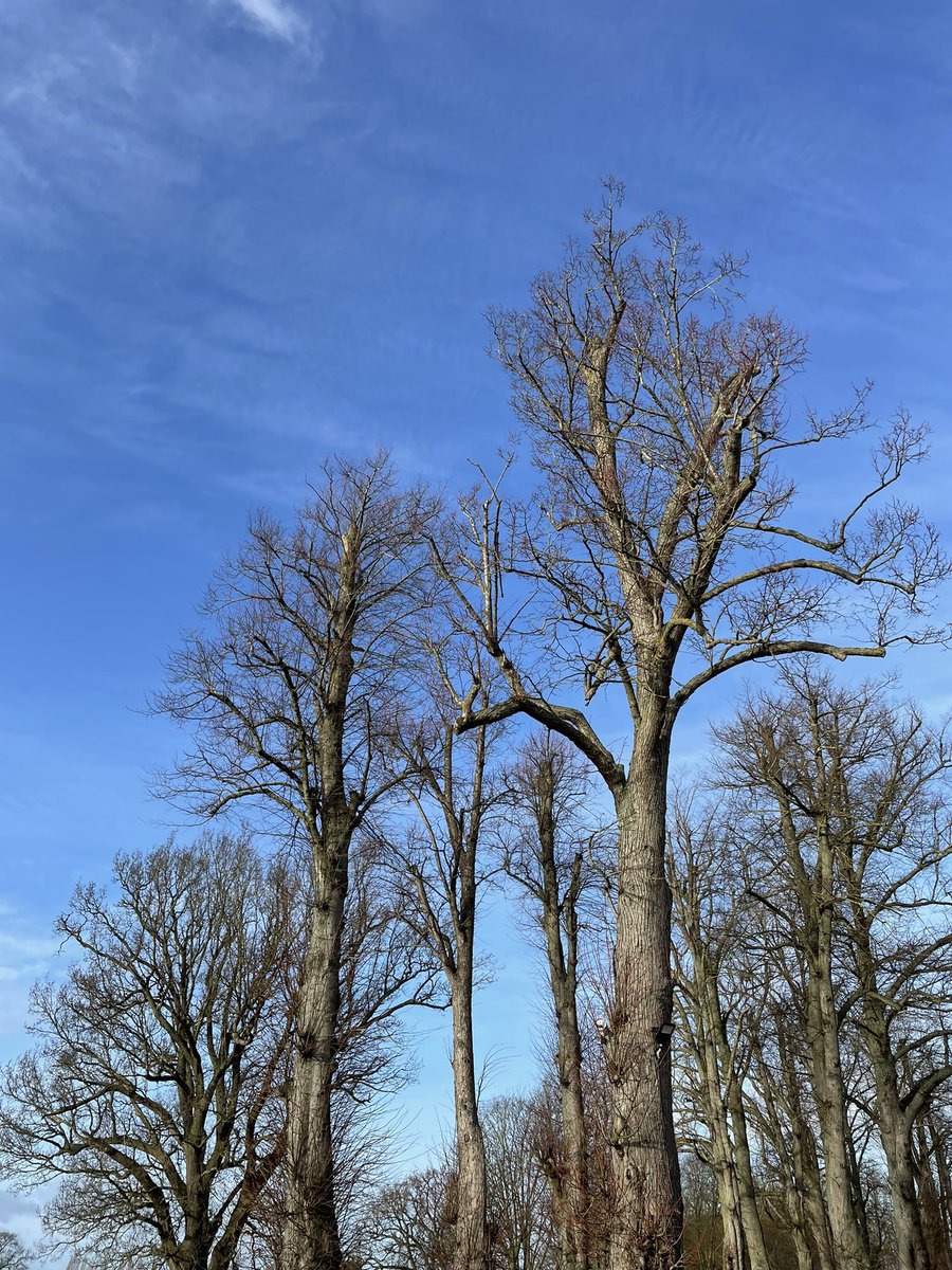 outdoorproprod's tweet image. Many trees naturally benefit from a winter prune. With leaves shed it’s easier to identify branches to remove.

Search Stallion Telescopic Polesaws for high, hard to reach branch pruning.

#stallionpolesaw #pruning #pruningtools #outdoorprofessionalproducts #treepruning