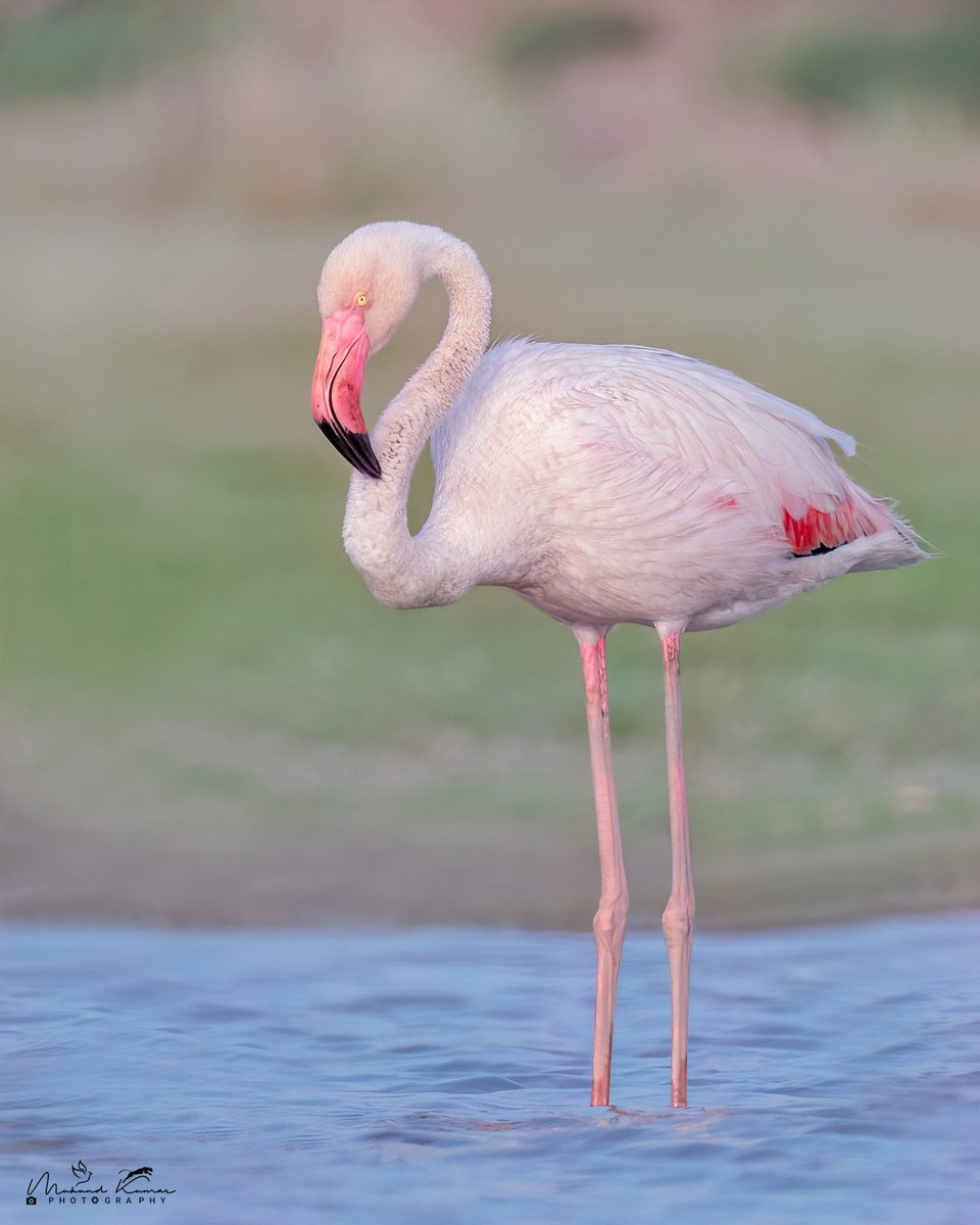 Greater Flamingo
#IndiAves #birdwatching #birds #BirdsOfTwitter #dhanauri #savewetlands