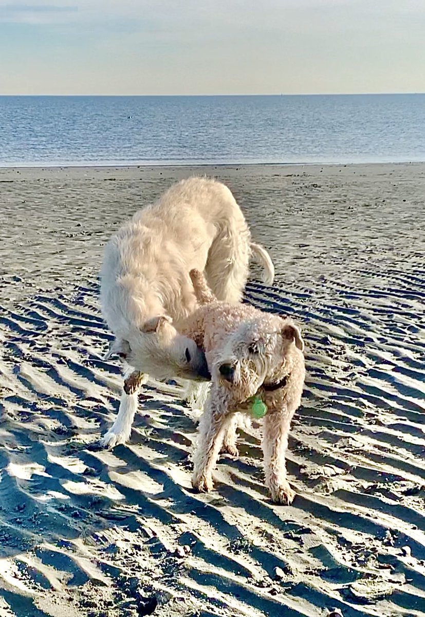 TerrierWheaten's tweet image. I didn’t mind this Irish Wolfhound lass being so nosey 😄 I just wanted to pass the sniff test &amp;amp; play!  Guess what? I passed a test! 
#wheatenterrier #dogsoftwitter #snifftest