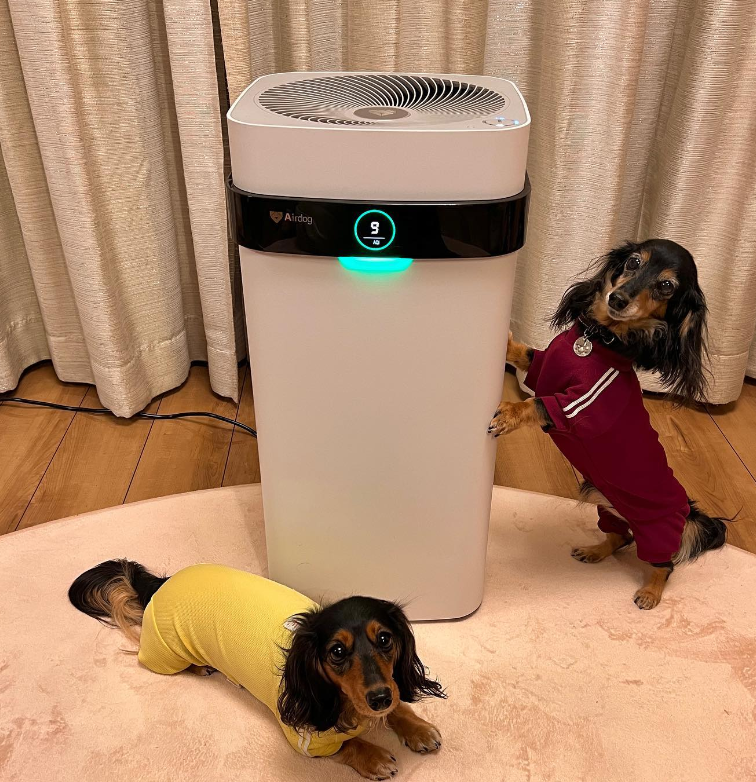 KronosAir's tweet photo. Keep your pup's air clean &amp; healthy with our top-of-the-line air purifiers! Our products are designed to reduce pet dander, dust mites, pollen, &amp; other allergens in the home. Keep your furry friends safe &amp; happy - get yours today! #doglovers  #kronosair 

https://t.co/pALsWTCxpP https://t.co/dLwJ8hBria