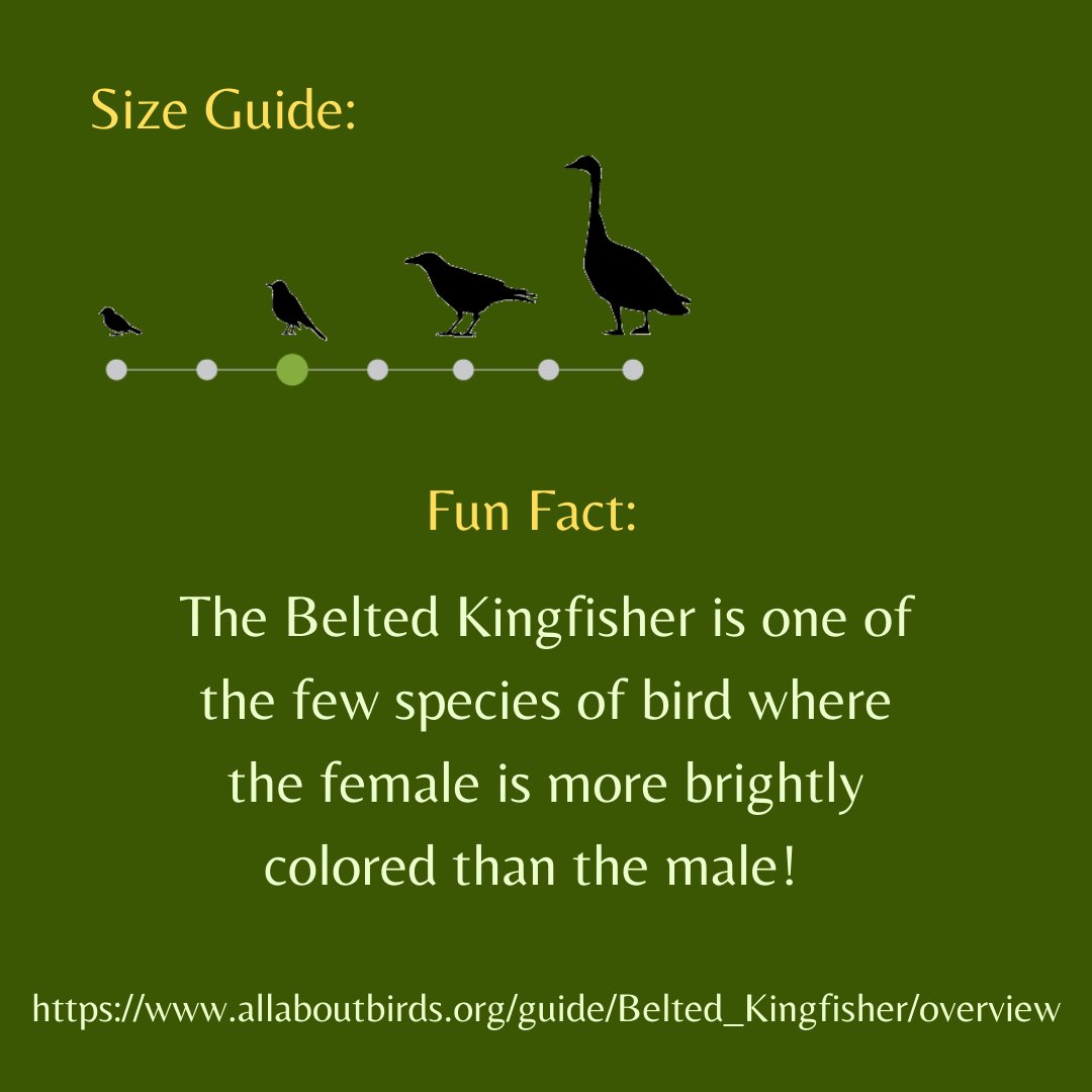 Winging' It Wednesday! To learn more about the Belted Kingfisher, visit allaboutbirds.org/news/