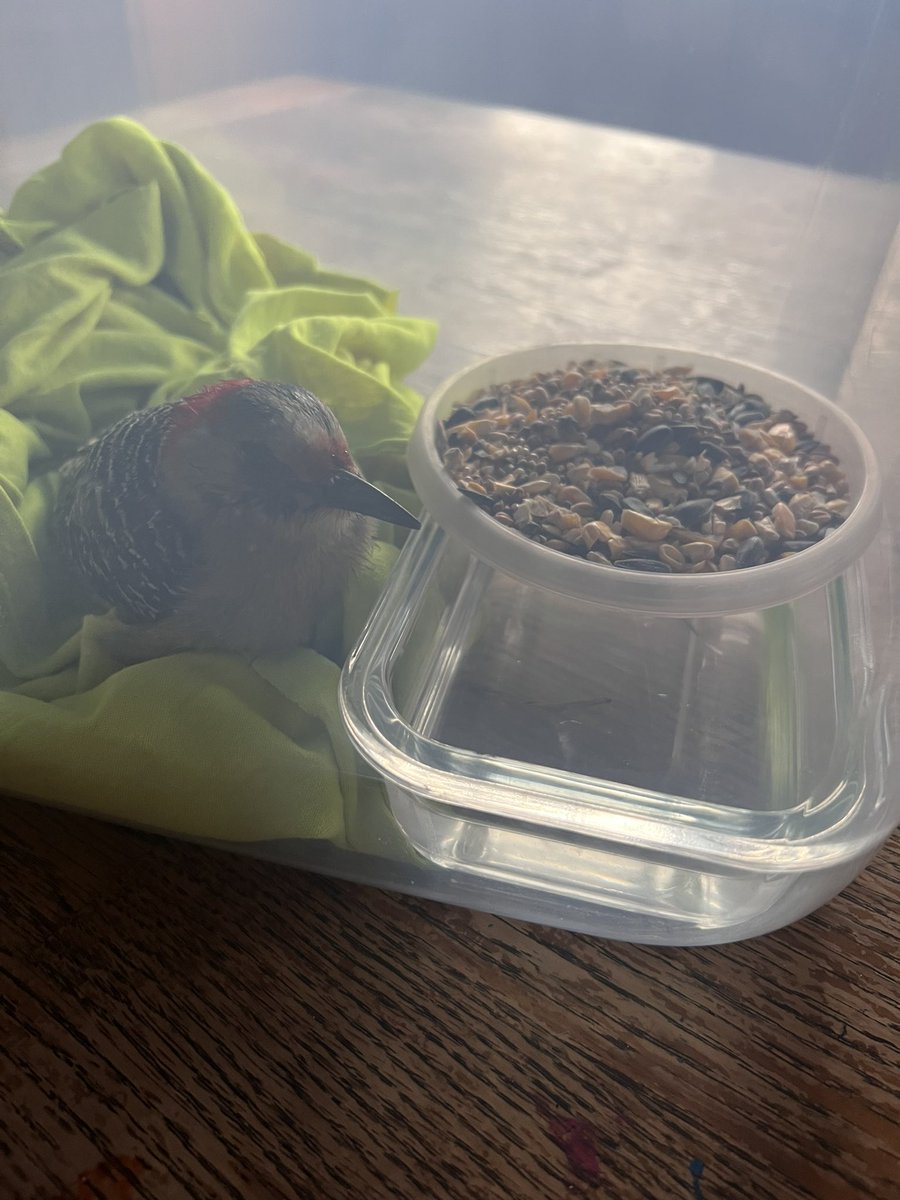 lovelylilydd-on-twitter-this-woodpecker-was-just-laying-outside-my