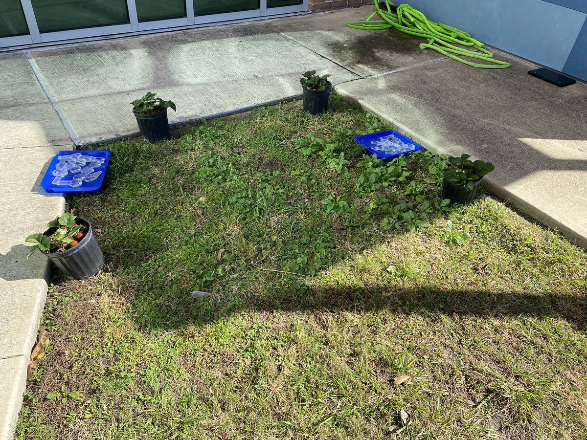 Jamiebenriquez's tweet photo. It’s a beautiful day for a 4th Grade Garden Lesson! Time to plant strawberries! #BaneElementary
#WeAreBane #cfisdSpirit #ReadyToGrowGardens https://t.co/cKjKICzOUJ