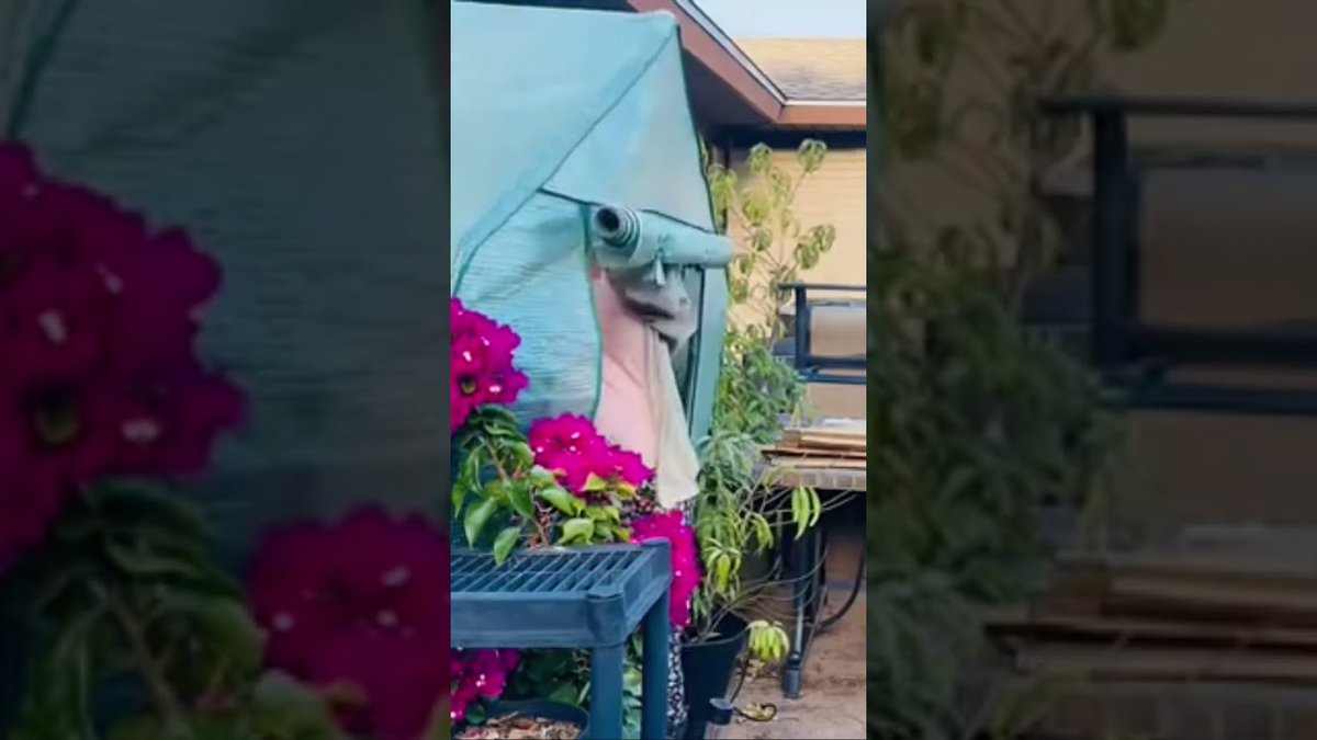 AllForGardening's tweet image. #Winterizing a Temporary ...
 
#ContainerGarden #ContainerGardening #Containergarden #Patiogarden #Texas
 
allforgardening.com/382758/winteri…