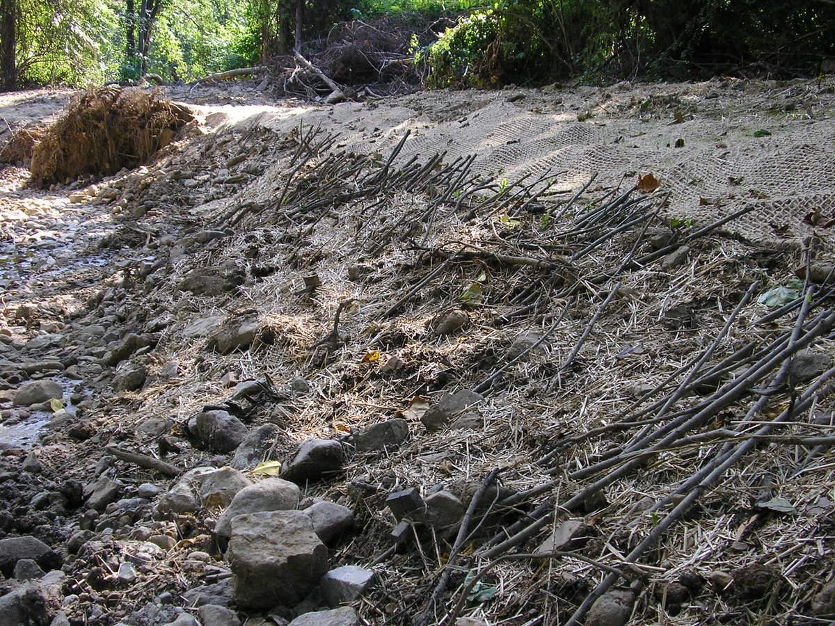 ErnstSeeds's tweet photo. A brush mattress is a #soilbioengineering technique that helps protect the streambank surface until the branches can root and native vegetation becomes established. This is just one of many soil bioengineering techniques used to combat #soilerosion.
#ernstseeds https://t.co/v7FUOtLkvR