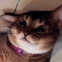 yangyang as cats! tweet media