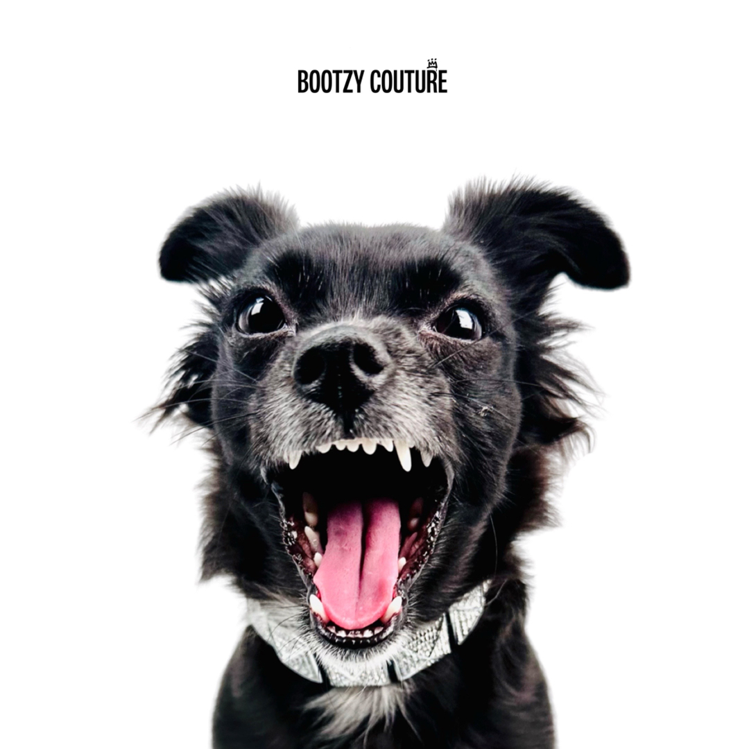 BAkerlund's tweet photo. Can I scream it loud enough ....
'Crystalline' collar with a set of 5 baby blings ,in a row will have all the snouts on the street turning
----------------------------------------------------------------------
#bootzycouture #dogcouture #collars #choker #dogfashion #dogsofinst https://t.co/AcImbl19zW