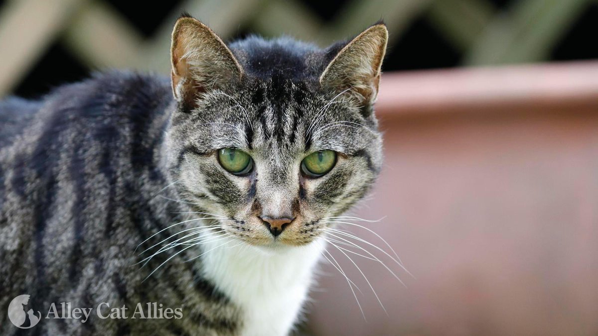 alleycatallies's tweet image. Extreme weather, including flooding, is expected to impact San Francisco. In situations like this, remember that community cats are resourceful and will move to higher ground and safe places instinctively. Here is what you can do: