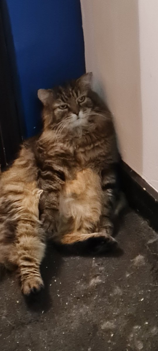 OnlyToast tweet media