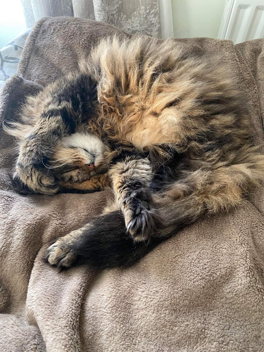 OnlyToast tweet media