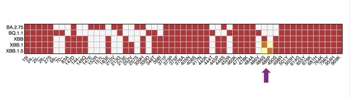 Eric Topol (@erictopol) on Twitter photo The #SARSCoV2🦠has been relentlessly evolving over the past 3 years to find new hosts. Its latest iteration, XBB.1.5, acquired a critical double mutation that maintains high level of immune escape while increasing infectivity
by <a href="/yunlong_cao/">Yunlong Richard Cao</a> and colleagues
biorxiv.org/content/10.110… The #SARSCoV2🦠has been relentlessly evolving over the past 3 years to find new hosts. Its latest iteration, XBB.1.5, acquired a critical double mutation that maintains high level of immune escape while increasing infectivity
by <a href="/yunlong_cao/">Yunlong Richard Cao</a> and colleagues
biorxiv.org/content/10.110…