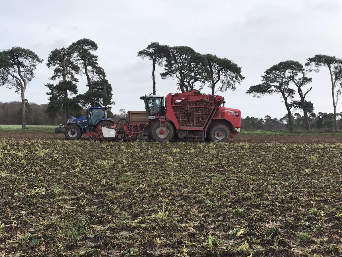 JimScarratt's tweet photo. Last 35ha of #beet22 being lifted this week, damaged by frost but 🤞 they are ok. Lift and load straight into the Wissington factory this week. @BritishSugar @NFUSugar #brecks #beet #vervaet #newholland https://t.co/MwnSCN769z