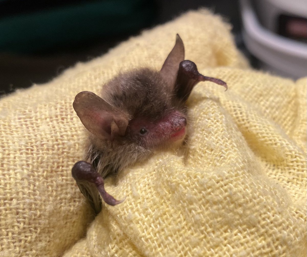 First #batty patient of the year came in a few days ago. I always find #natterers fussy eaters but he’s now found his appetite and once his tail has healed from the cat attack and the weather is ok, he can fly #free again #batcare #lovebats