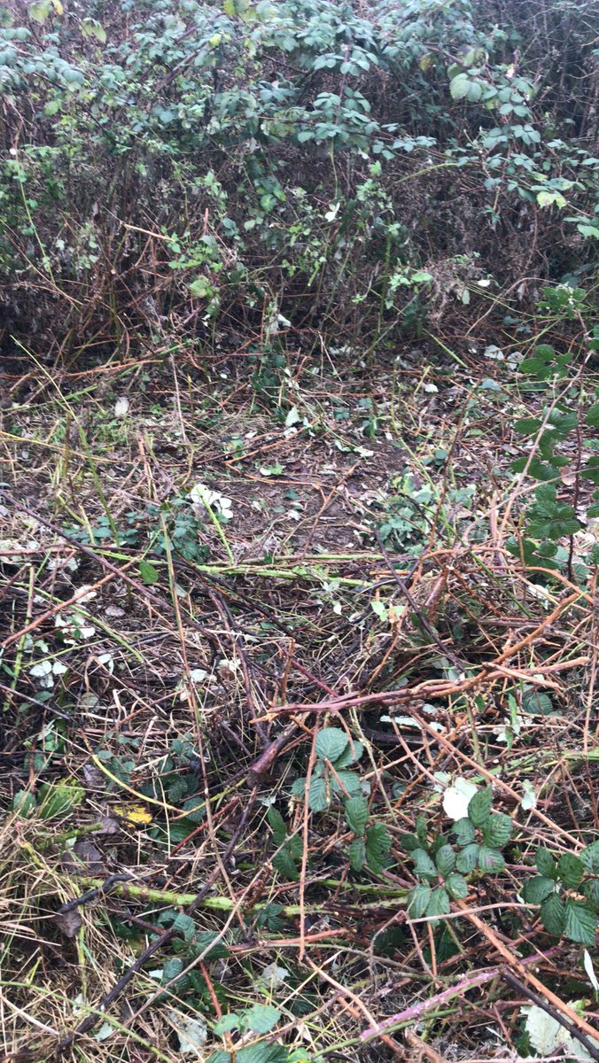 Mickleover CC 🏏 tweet media