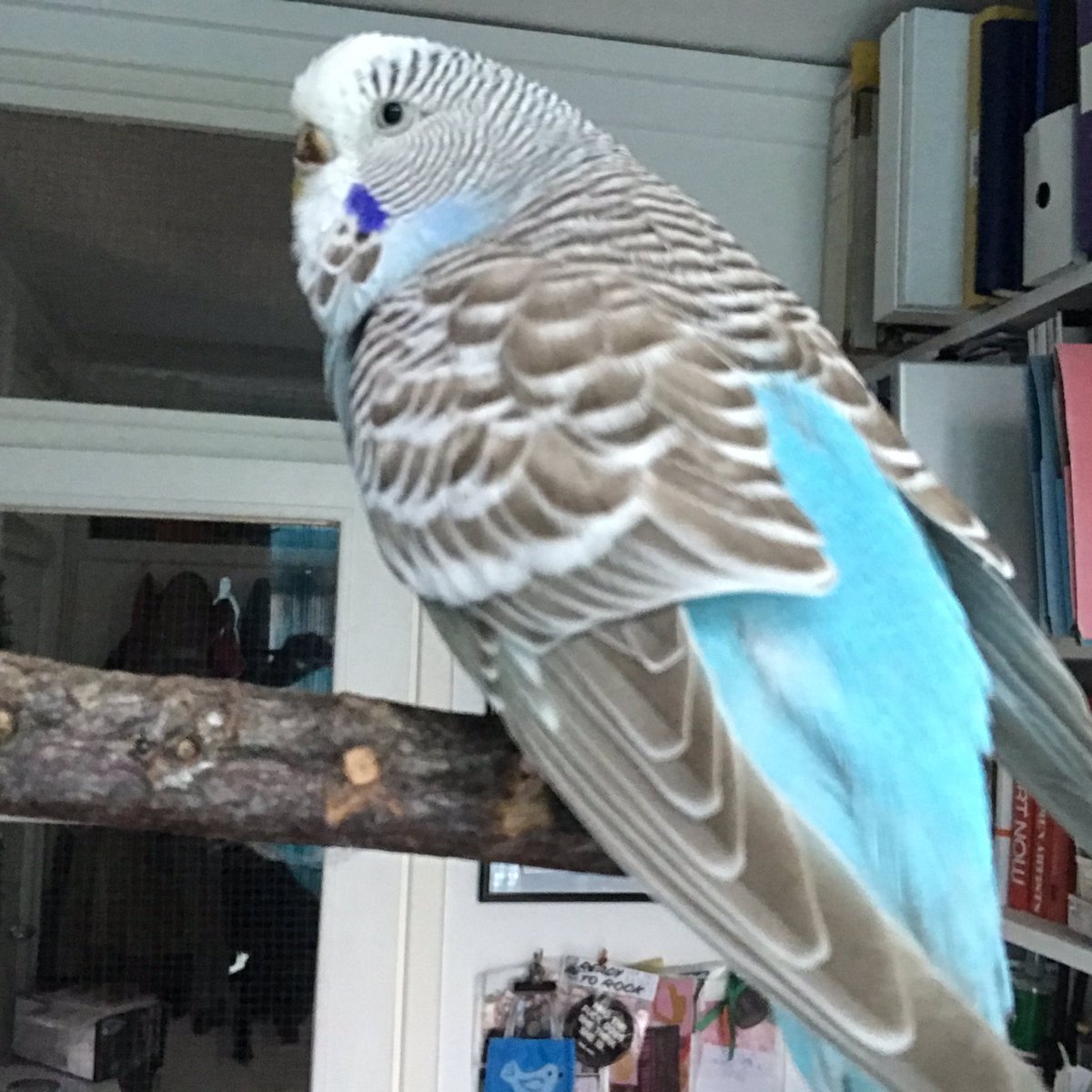 Our lovely budgie was upset this morning, a couple of hours of listening to @BBCRadio3 #NightTracks really calmed her.