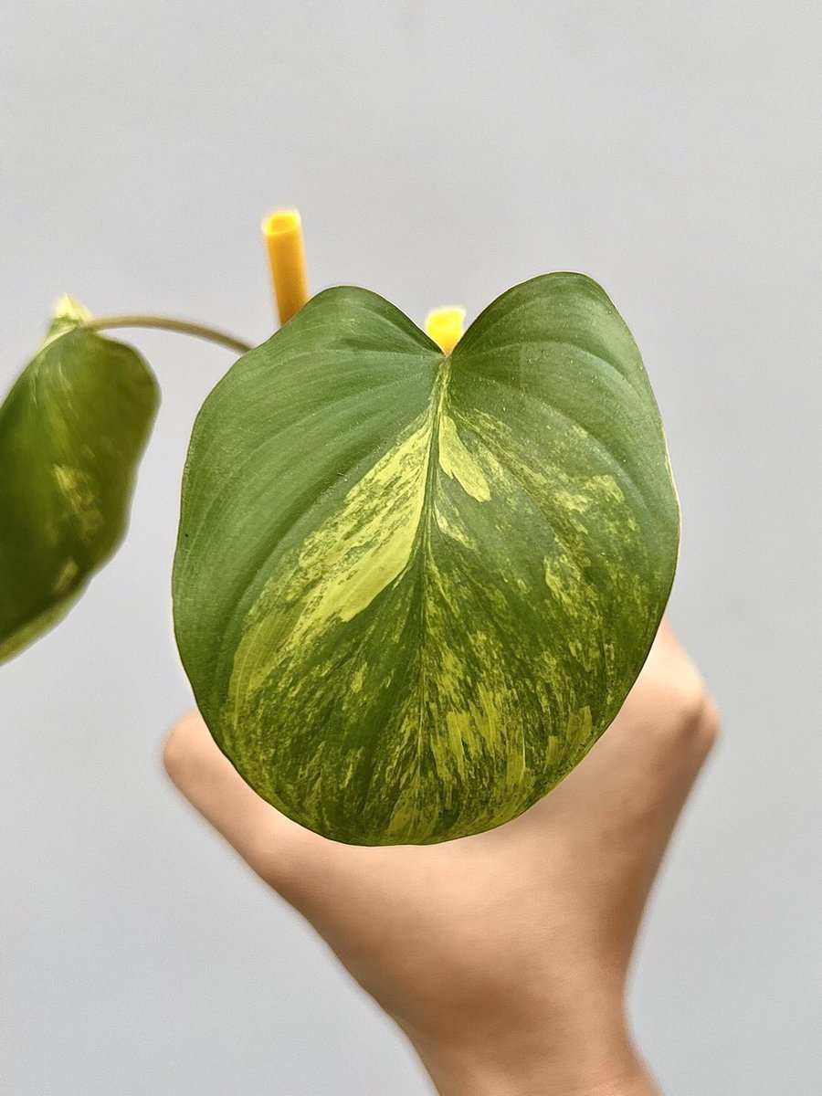 JPCVW0526's tweet photo. Homalomena Rubescens Variegated #epi #epimarble #variegated #Monsterra #syngonium #Rubescens #homalomena #thailandvariegated #varigaterTH https://t.co/7kObQKZ5RH