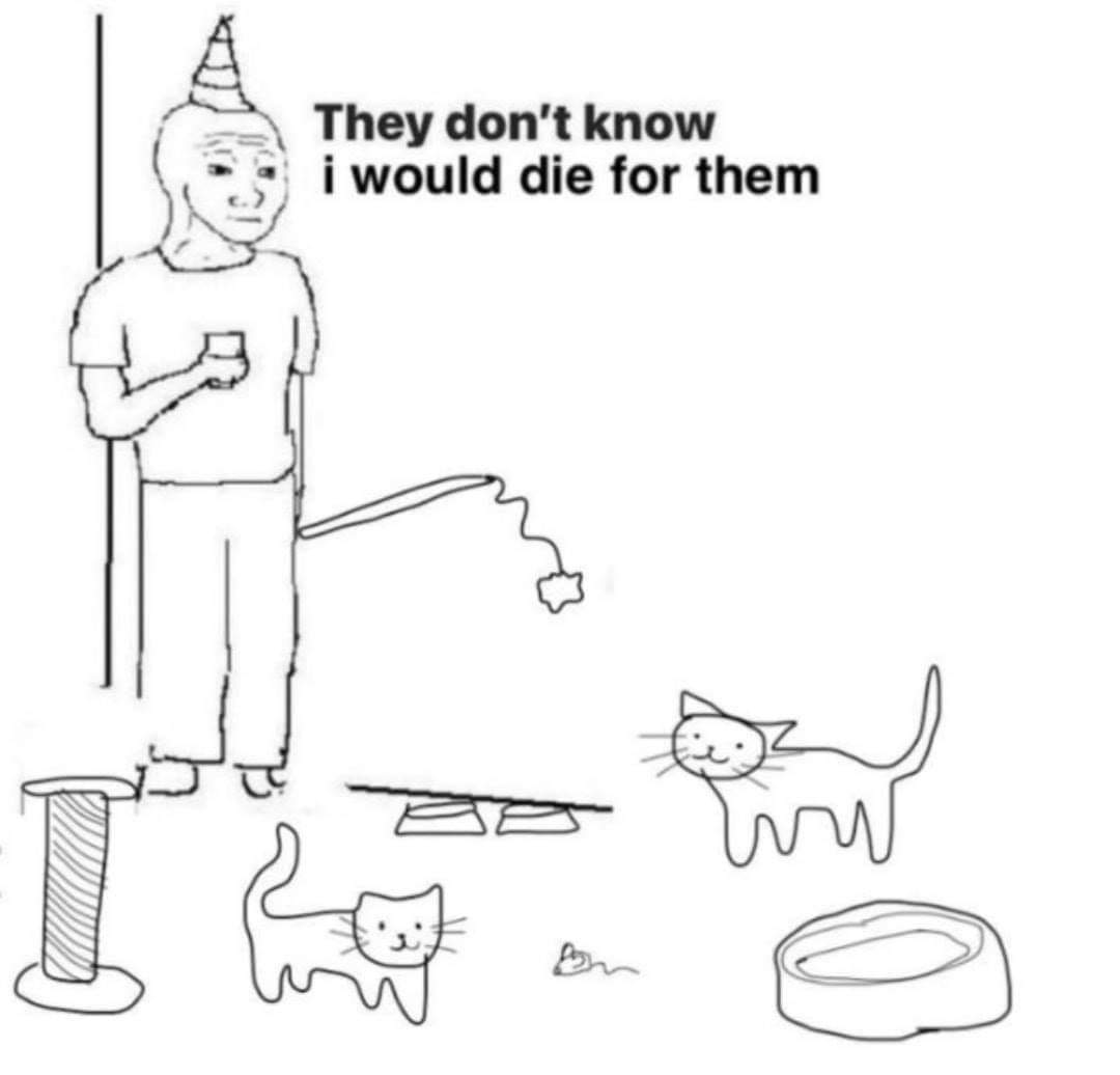 Tweets Of Cats (@tweetsofcats) on Twitter photo 