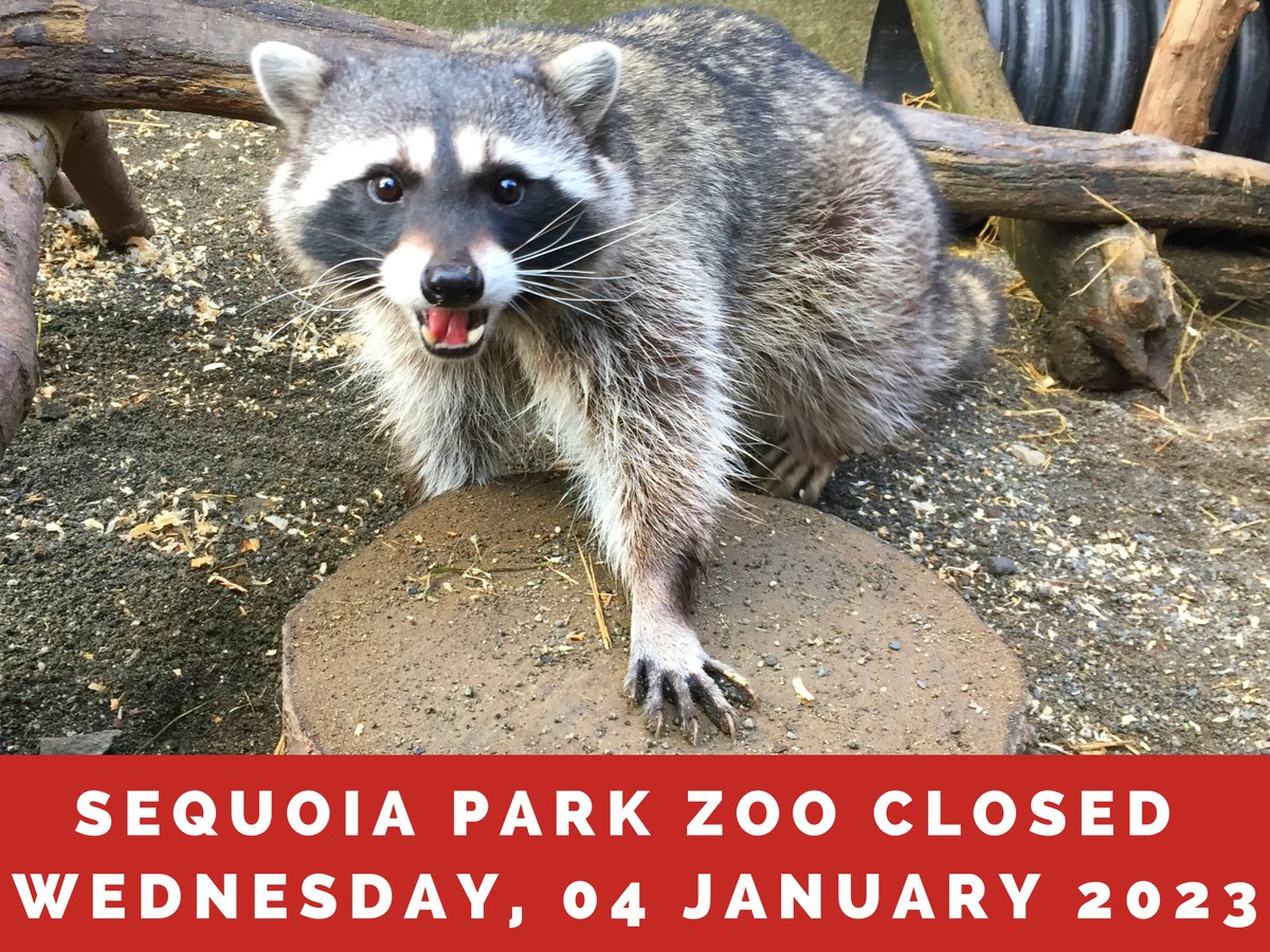 SequoiaParkZoo (@sequoiaparkzoo) on Twitter photo WILD WEATHER! The <a href="/SequoiaParkZoo/">SequoiaParkZoo</a> and Redwood Sky Walk are both CLOSED today, Wednesday, 04 January 2023 due to extreme weather. Please check back tomorrow for a status update. Stay safe and we will see you at the Zoo soon! #Humboldt #HumboldtCounty #Eureka #Zoo #Animals WILD WEATHER! The <a href="/SequoiaParkZoo/">SequoiaParkZoo</a> and Redwood Sky Walk are both CLOSED today, Wednesday, 04 January 2023 due to extreme weather. Please check back tomorrow for a status update. Stay safe and we will see you at the Zoo soon! #Humboldt #HumboldtCounty #Eureka #Zoo #Animals