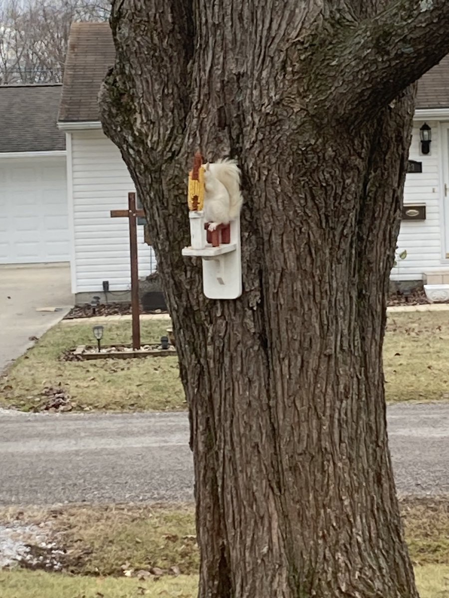 Happy White Squirrel Wednesday!!!