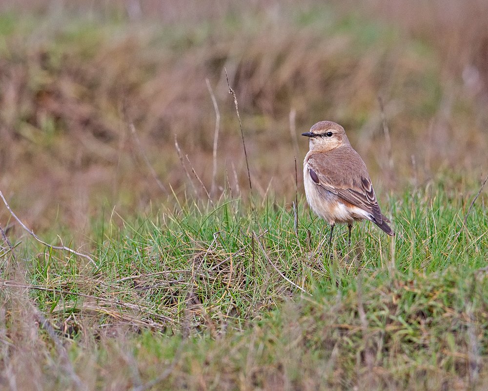 Carl1058's tweet photo. The Isabelline Wheater presented very well on Colyford Common this afternoon. Thankfully no rain so could lie down on the boardwalk. @exebirding @exeterbirder @exeprattler @wildeastdevon @coffeykathy69 @johndeakins37 @RSPBbirders @DevonBirds @janeyh41 @StephMurphy @rob_murphy66 https://t.co/J630cy33fn
