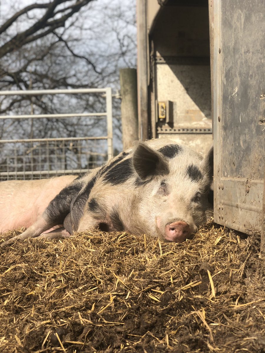 Oreos Oracle
"Some things just fill your heart without even trying"
Joining the Pigoneers to help feed and keep secure 91+ rescue pigs <a href="/BTWsanctuary/">Beneath The Wood Sanctuary Ⓥ 𓃟 Pigoneer</a> has that effect.
Want that warm fuzzy feeling? then join the Pigoneers for as little as £2.50/$3.50 a month
globalvegancrowdfunder.org/pigoneer-2000-…