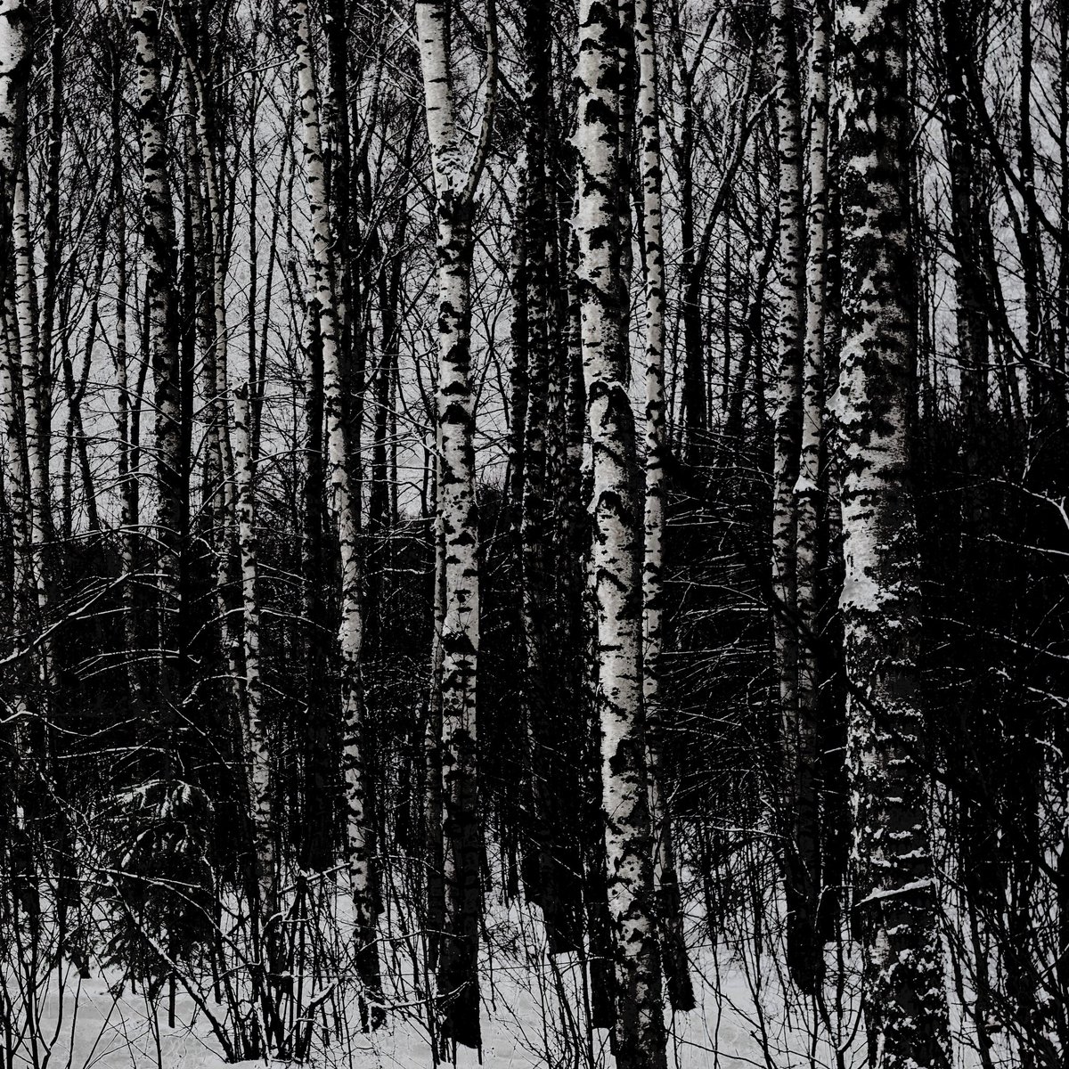 fotoll3's tweet photo. #Russian #forest https://t.co/g2G9kimTdS