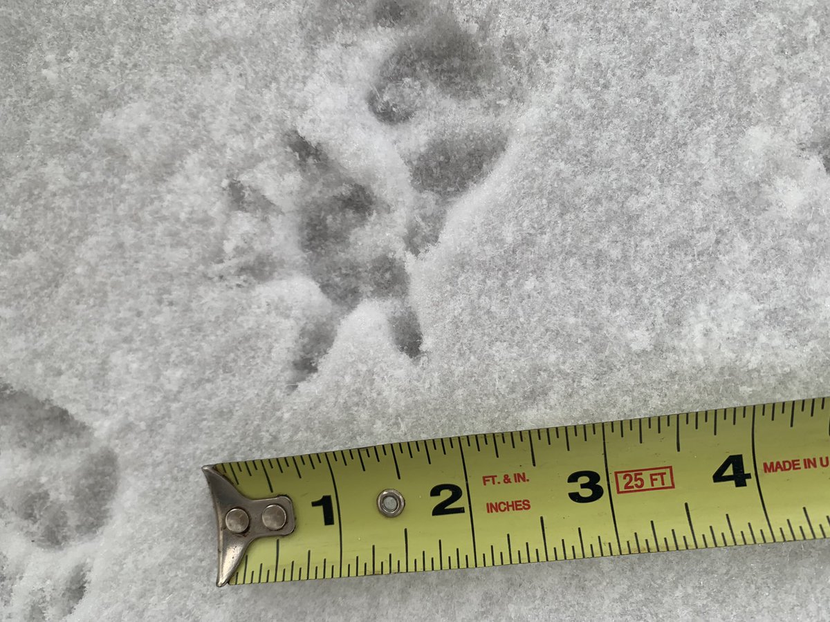 I think an opossum peaked in our window last night! Might be time to clean up the wood pile #nature #science