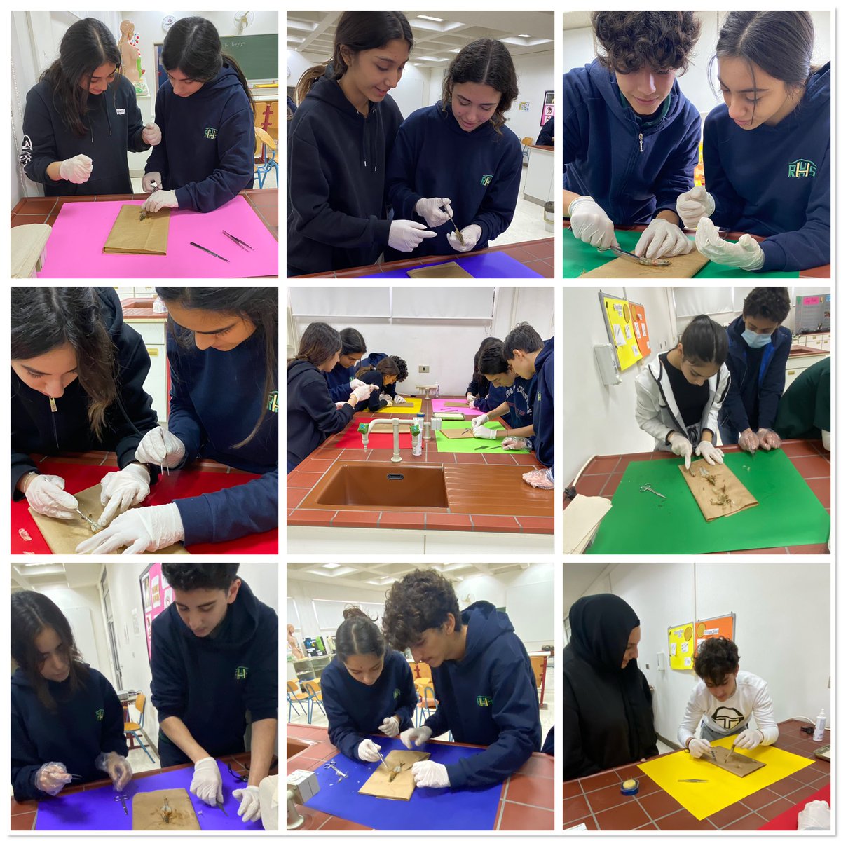 RHHS_BioDept's tweet photo. SE1(B &amp;C) students in the Biology Lab practicing the shrimp's dissection to observe its nervous system @RHHS_Saida https://t.co/3MQ8AkgAR4