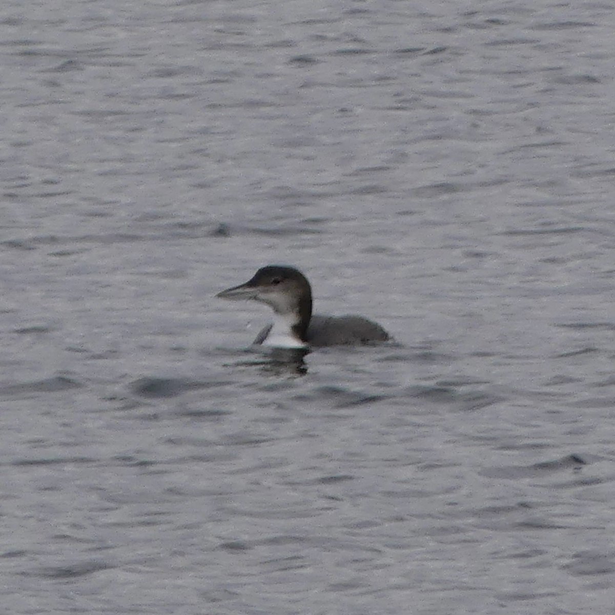 JoshsWildlife's tweet photo. I was very excited to see this Great Northern Diver today at Rosemarkie. It’s the first time that I’d seen one since 2020. 

#HighlandBirds  #birding #birds #wildlifephotography #birdphotography #nature #birdwatching #wildlife #bird #naturephotography #birdlife #photography https://t.co/tund0abFKr