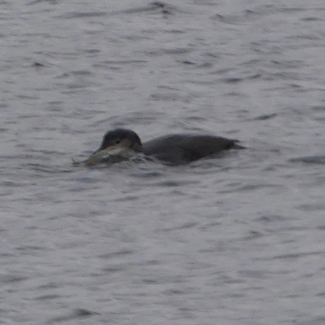 JoshsWildlife's tweet photo. I was very excited to see this Great Northern Diver today at Rosemarkie. It’s the first time that I’d seen one since 2020. 

#HighlandBirds  #birding #birds #wildlifephotography #birdphotography #nature #birdwatching #wildlife #bird #naturephotography #birdlife #photography https://t.co/tund0abFKr