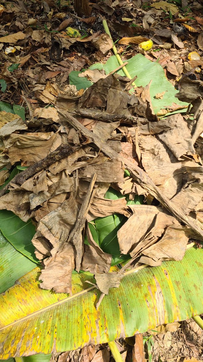 CocoaKrachie's tweet photo. Days Work - Fermentation of Cocoa Beans 
#SustainableCocoa 
#ClimateSmartCocoa 
#CocoaKrachie https://t.co/0pXCLtOnkm