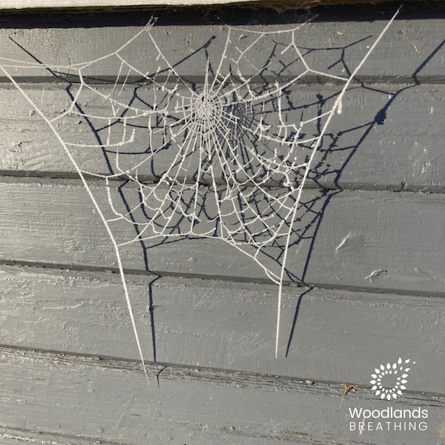 HazelGenie's tweet photo. Enjoyed frosty scenes to greet NY. How will threads weave &amp; connect for you this year? All the best for a happy and peaceful 2023, and I hope it includes some time for nature connection 🌿 🕸 🌳 🌲 🍄 #nature #connection #anft #foresttherapyguide #getoutdoors #slowdown #wellness https://t.co/sOTTN0bq17