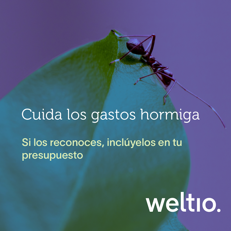 Weltio tweet media