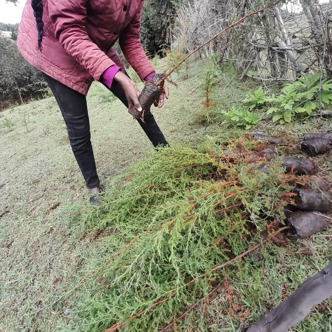 yfga_kenya's tweet photo. Join us in planting the seeds of a greener future! Volunteers from 
@yfga_kenya joining the commitment to #SaveOurLand and #environment for future generations. We have roled out measures to ensure our members are taking action across the country, to contribute towards the https://t.co/TlnNx7HAtR