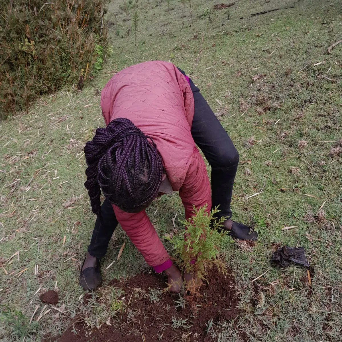 yfga_kenya's tweet photo. Join us in planting the seeds of a greener future! Volunteers from 
@yfga_kenya joining the commitment to #SaveOurLand and #environment for future generations. We have roled out measures to ensure our members are taking action across the country, to contribute towards the https://t.co/TlnNx7HAtR